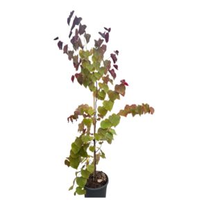 Júdásfa (Cercis canadensis 'Eternal Flame')