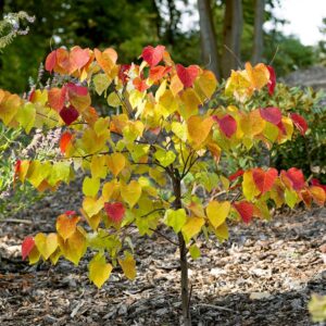 Júdásfa (Cercis canadensis 'Eternal Flame')