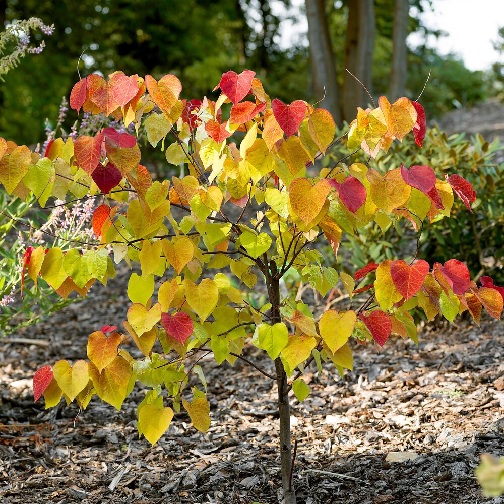 Júdásfa (Cercis canadensis 'Eternal Flame')