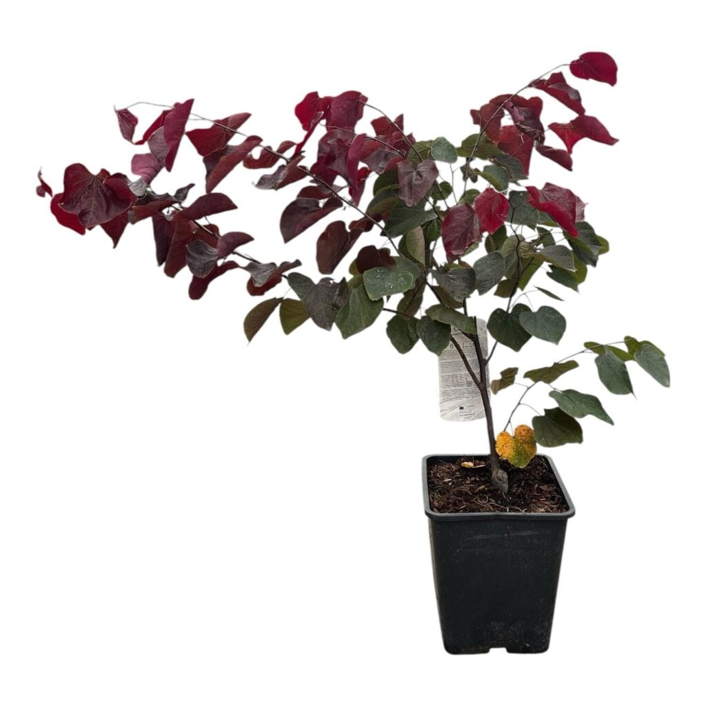 Júdásfa (Cercis canadensis 'Forest Pansy')