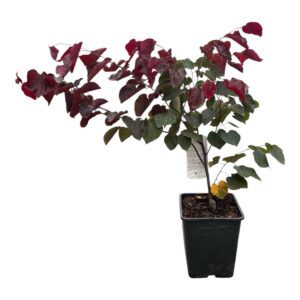 Júdásfa (Cercis canadensis 'Forest Pansy')