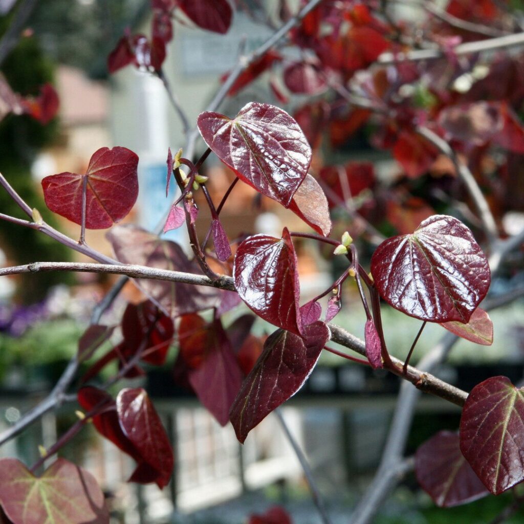 Júdásfa (Cercis canadensis 'Forest Pansy')