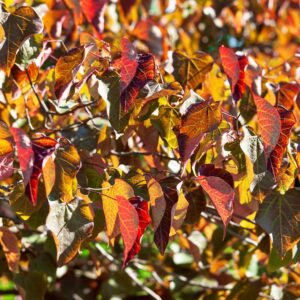 Júdásfa (Cercis canadensis 'Forest Pansy')