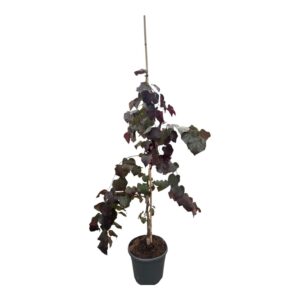 Júdásfa (Cercis canadensis 'Ruby Falls')