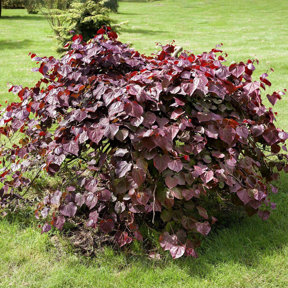 Júdásfa (Cercis canadensis 'Ruby Falls')