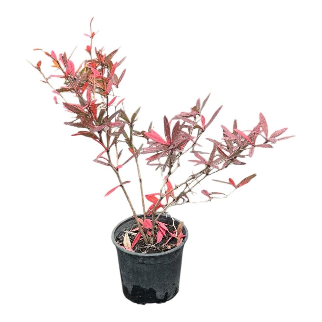 Júlia borbolya (Berberis julianae)