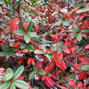 Júlia borbolya (Berberis julianae)