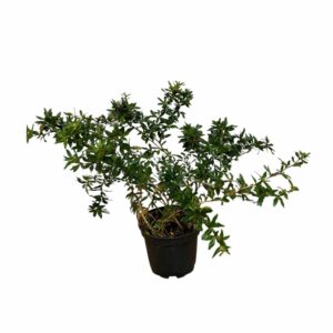 Jytte törpe örökzöld borbolya (Berberis candidula 'Jytte')