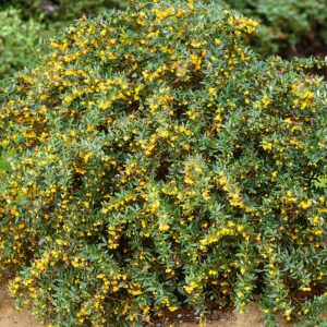 Jytte törpe örökzöld borbolya (Berberis candidula 'Jytte')