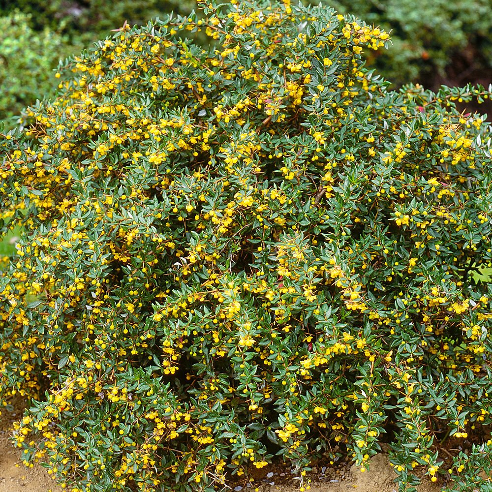 Jytte törpe örökzöld borbolya (Berberis candidula 'Jytte')
