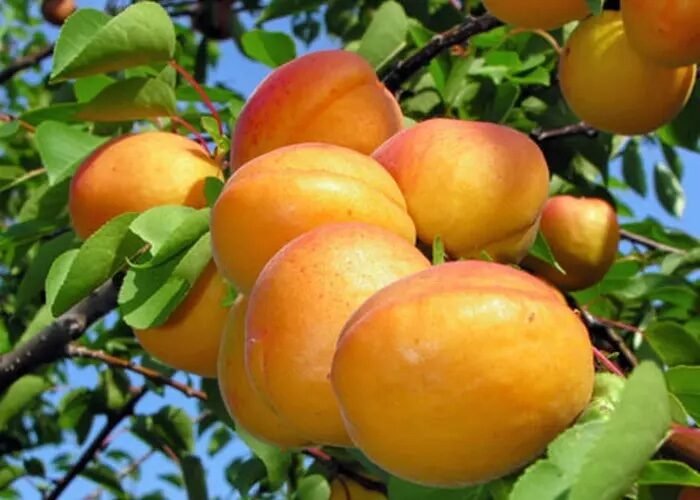 Kajszibarack (Prunus armeniaca 'Pannónia')