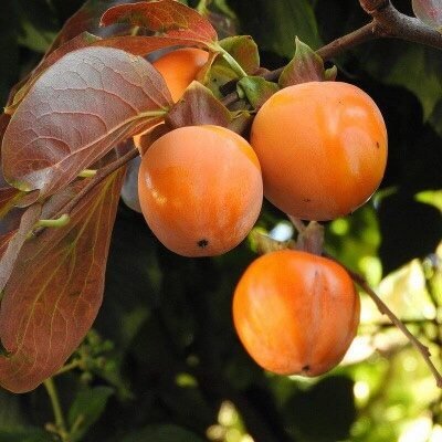 Kaki (Diospyros kaki 'Muscat')