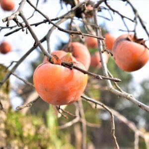 Kakiszilva (Diospyros kaki 'Pendula')