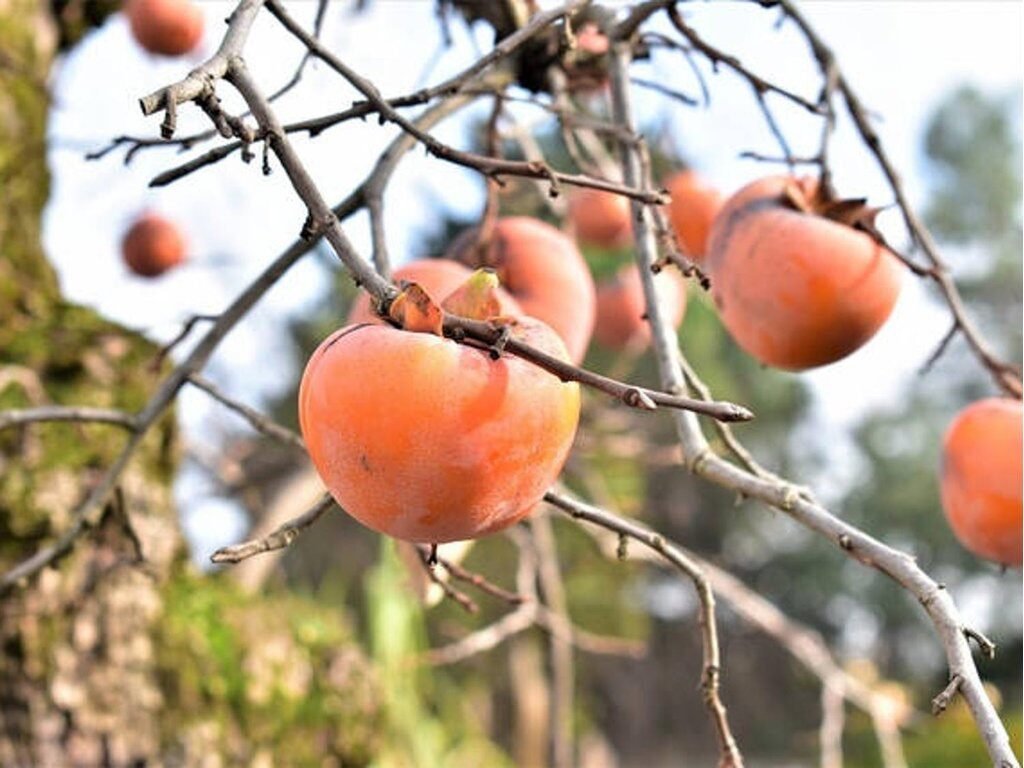 Kakiszilva (Diospyros kaki 'Pendula')