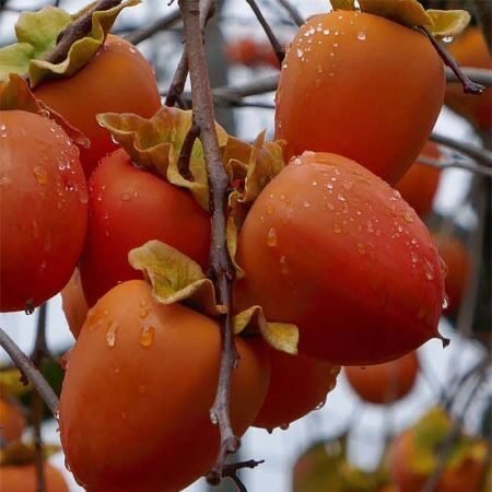 Kakiszilva (Diospyros kaki 'Sharon')