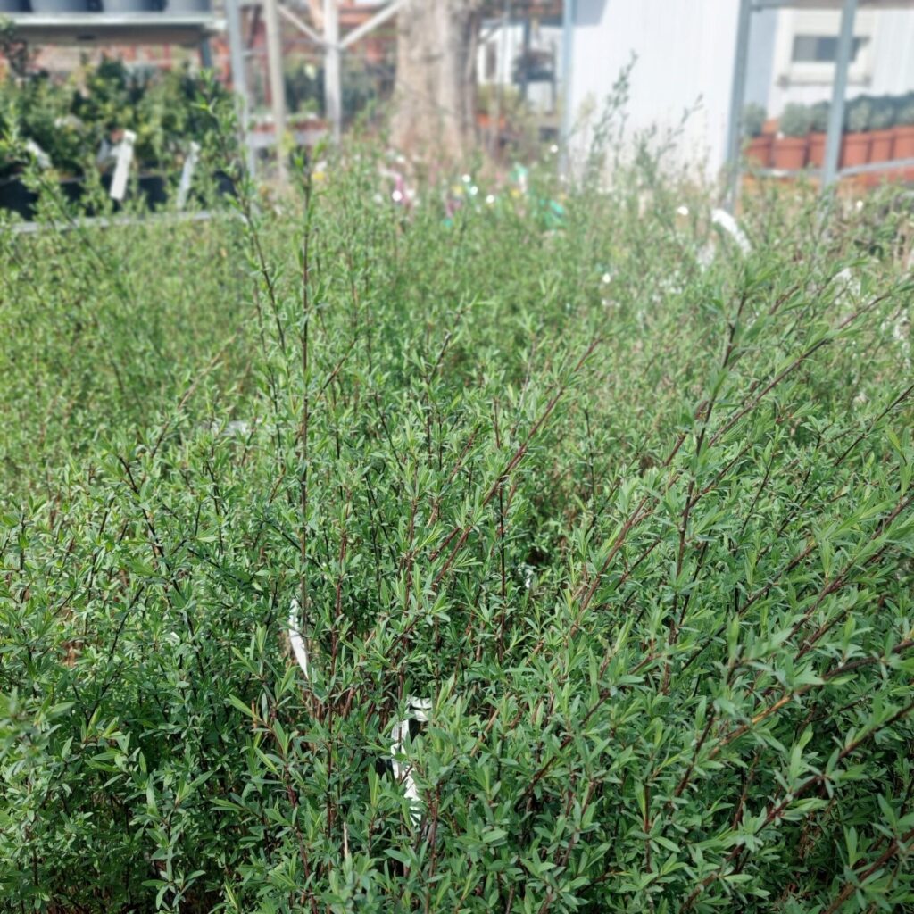 Karcsú bíborfűz (Salix purpurea 'Gracilis')