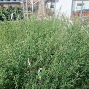 Karcsú bíborfűz (Salix purpurea 'Gracilis')