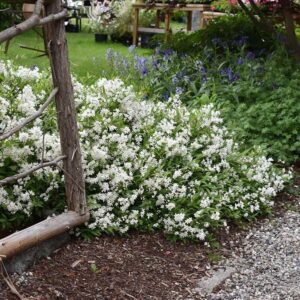 Karcsú gyöngyvirágcserje (Deutzia gracilis 'Nikko')