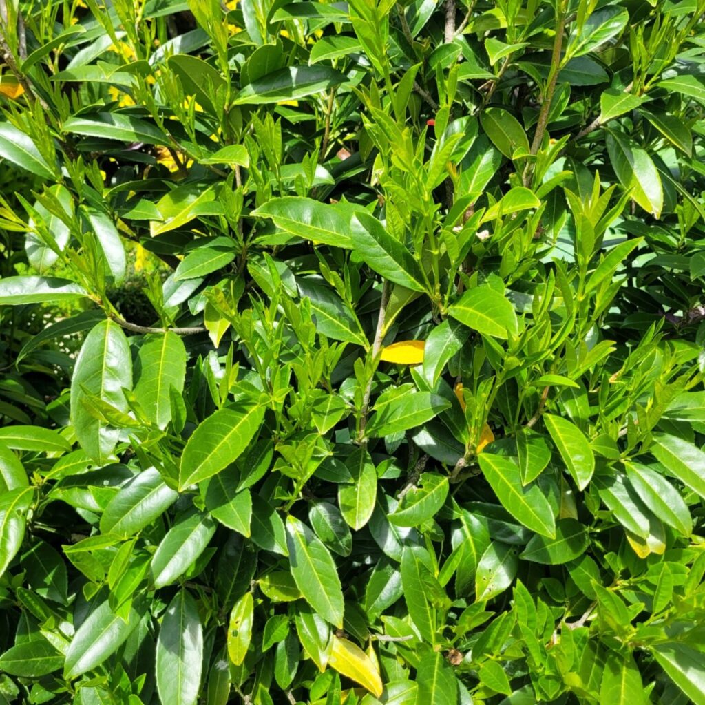 Kaukázusi babérmeggy (Prunus laurocerasus 'Caucasica')