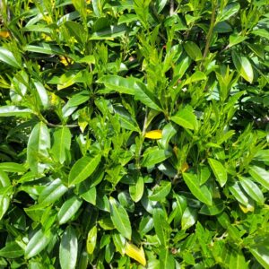Kaukázusi babérmeggy (Prunus laurocerasus 'Caucasica')