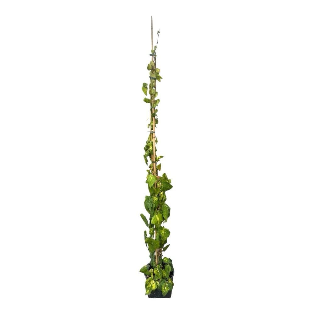 Kaukázusi borostyán (Hedera colchica 'Sulphur Heart')