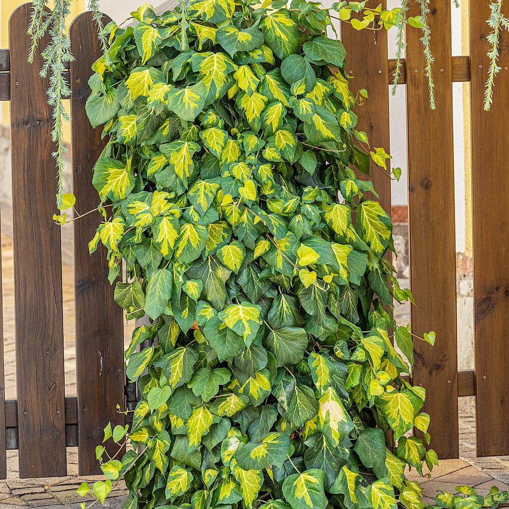 Kaukázusi borostyán (Hedera colchica 'Sulphur Heart')