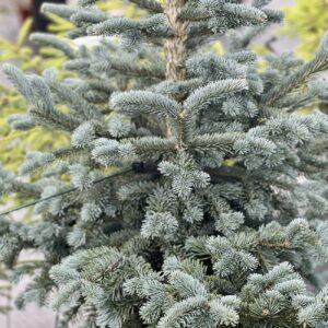 Kék balzsamfenyő (Abies lasiocarpa 'Argentea')