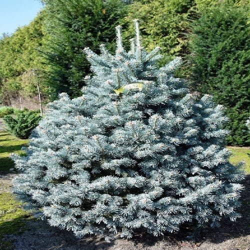 Kék balzsamfenyő (Abies lasiocarpa 'Compacta')