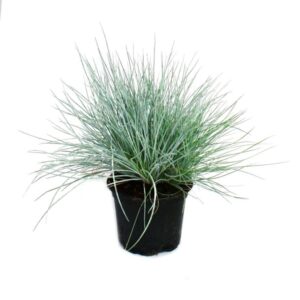 Kék csenkesz (Festuca glauca)
