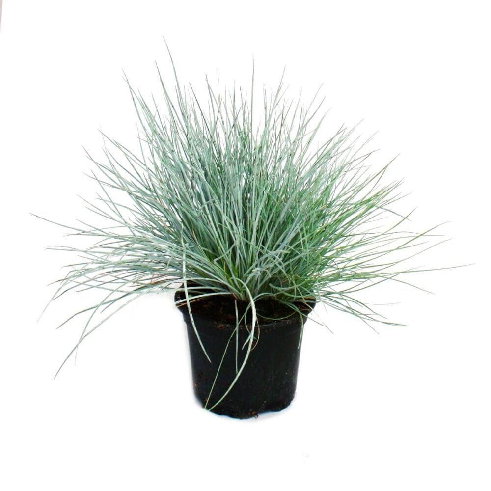 Kék csenkesz (Festuca glauca)