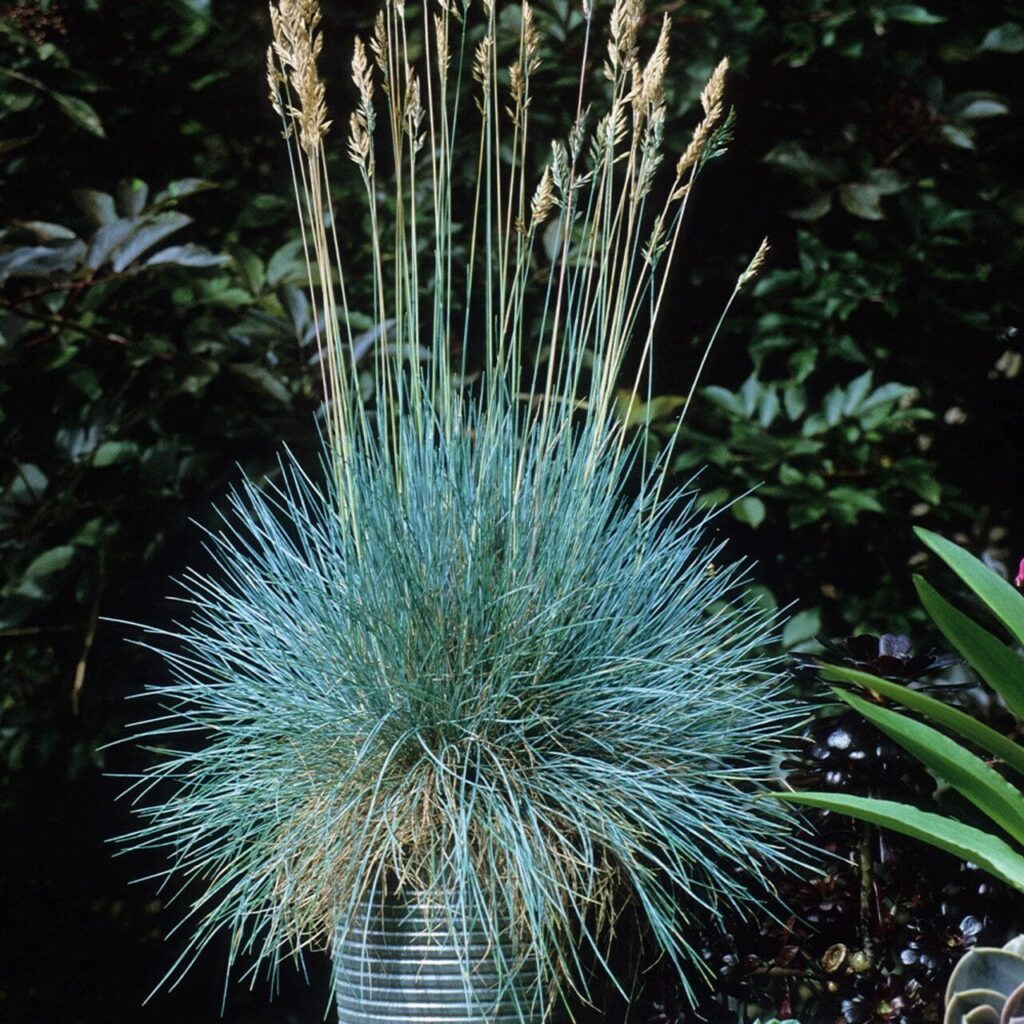 Kék csenkesz (Festuca glauca)
