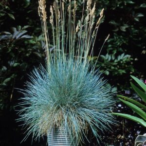 Kék csenkesz (Festuca glauca)