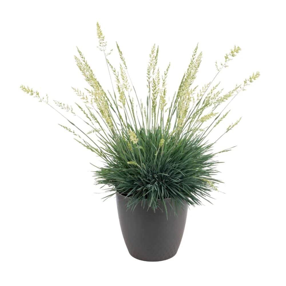 Kék fű (Koeleria glauca)