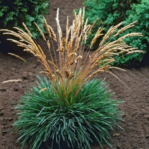 Kék fű (Koeleria glauca)