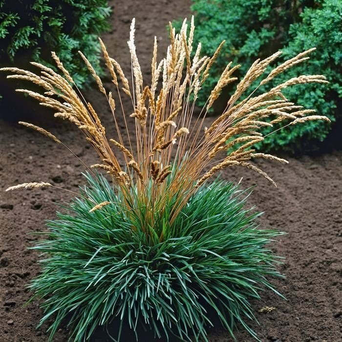 Kék fű (Koeleria glauca)