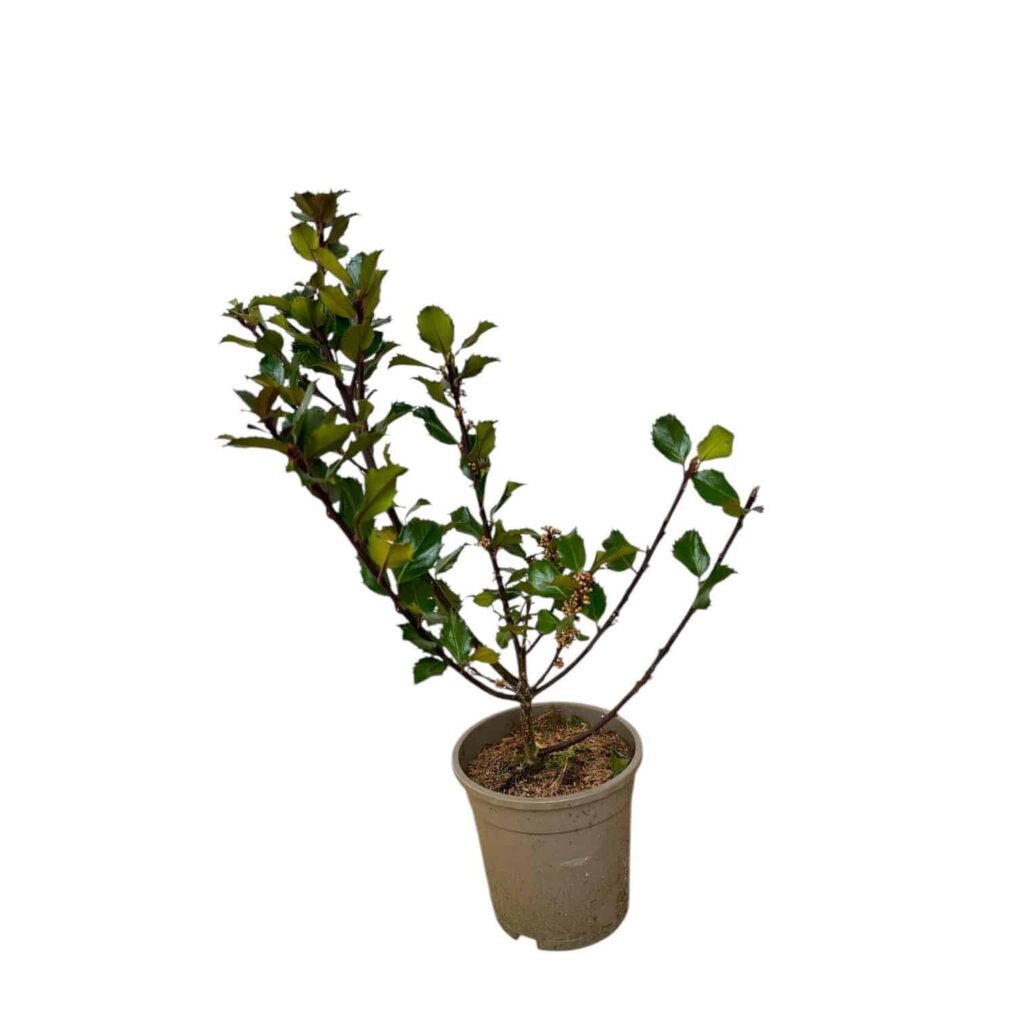 Kék herceg magyal (Ilex meservea 'Blue Prince')