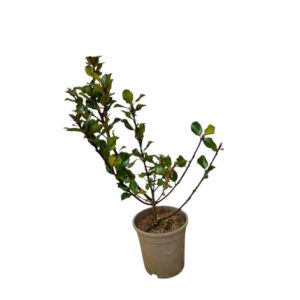 Kék herceg magyal (Ilex meservea 'Blue Prince')