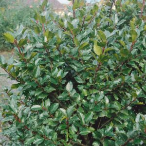 Kék herceg magyal (Ilex meservea 'Blue Prince')