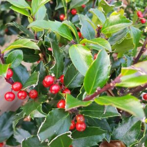 Kék magyal (Ilex meservea 'Blue Maid')