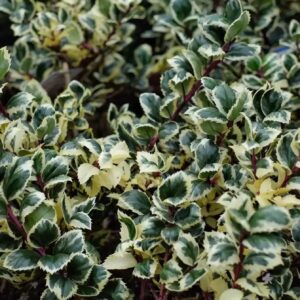 Kék magyal (Ilex meserveae 'Casanova')