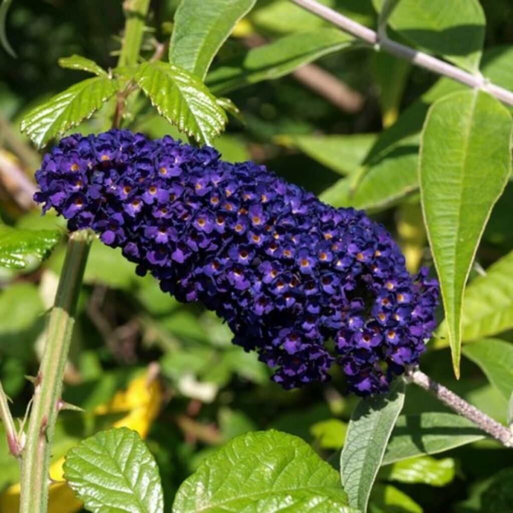 Kék virágú nyári orgona (Buddleia davidii 'Empire Blue')