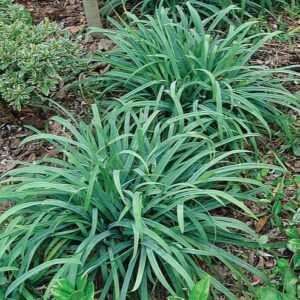 Kékes levelű sás (Carex 'Bunny Blue')