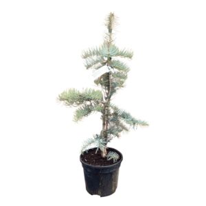 Kékes színű kolorádói jegenyefenyő (Abies concolor 'Violacea')