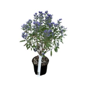 Kékszakáll (Caryopteris clandonensis 'Heavenly Blue')