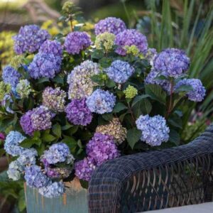 Kerti hortenzia (Hydrangea 'Endless Summer Bloomstar')