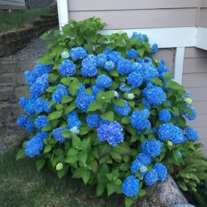 Kerti hortenzia (Hydrangea 'Endless Summer Blue')
