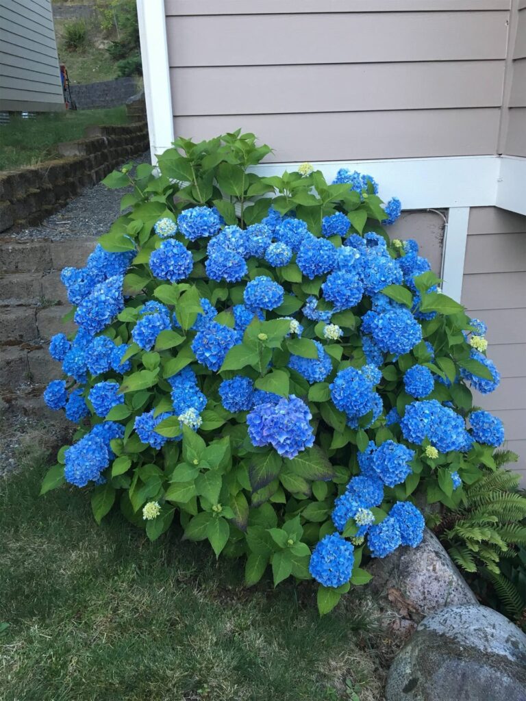 Kerti hortenzia (Hydrangea 'Endless Summer Blue')