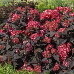 Kerti hortenzia (Hydrangea macrophylla 'Eclipse')