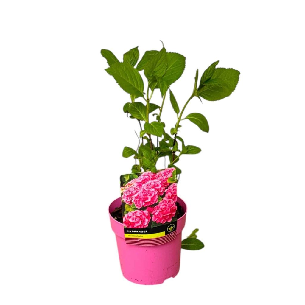 Kerti hortenzia (Hydrangea macrophylla sp.)