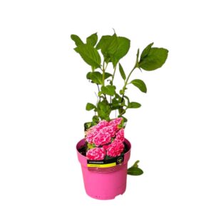 Kerti hortenzia (Hydrangea macrophylla sp.)